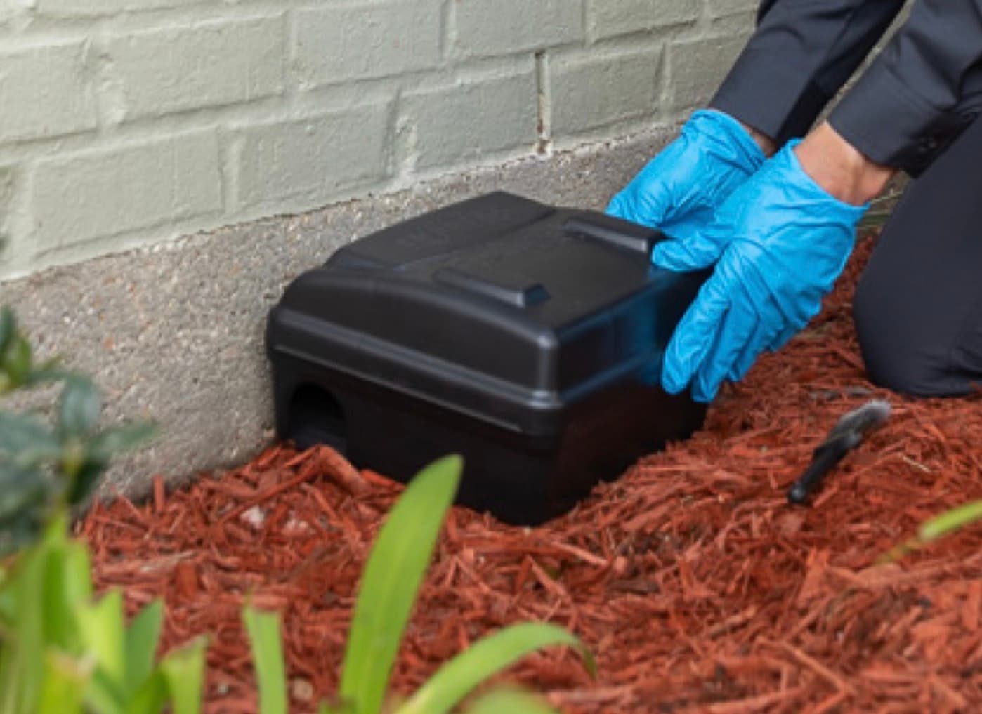 Gloved hands placing a black rodent bait station on mulch against a brick wall.