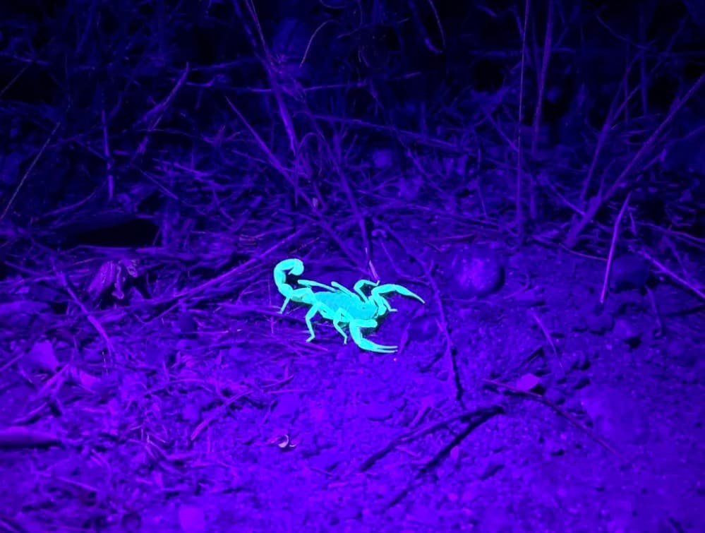 Neon green scorpion glowing under ultraviolet light on a dark, twiggy ground at night.