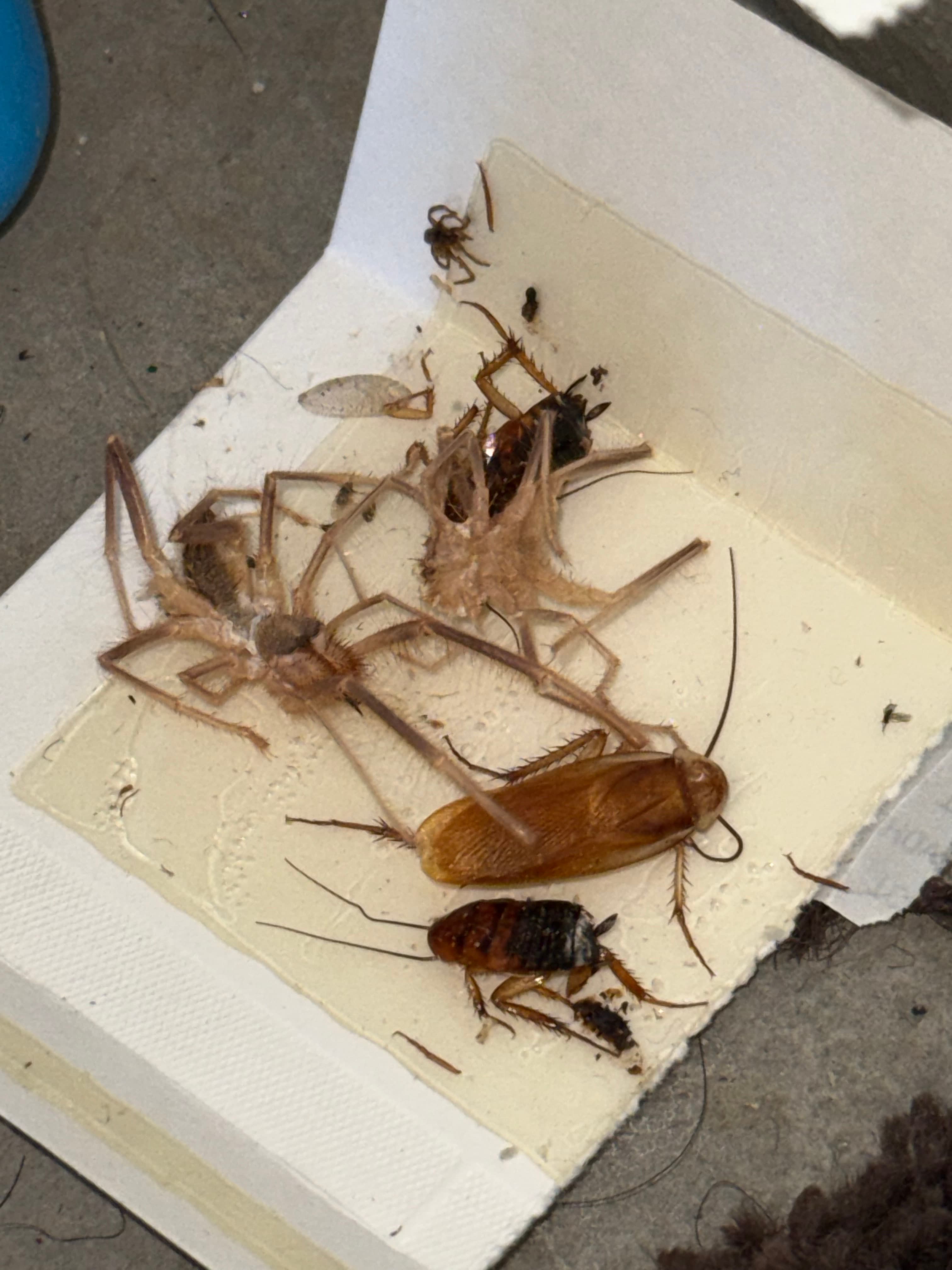 Sticky glue trap on a floor containing a large cockroach, spider, and other dead pests.