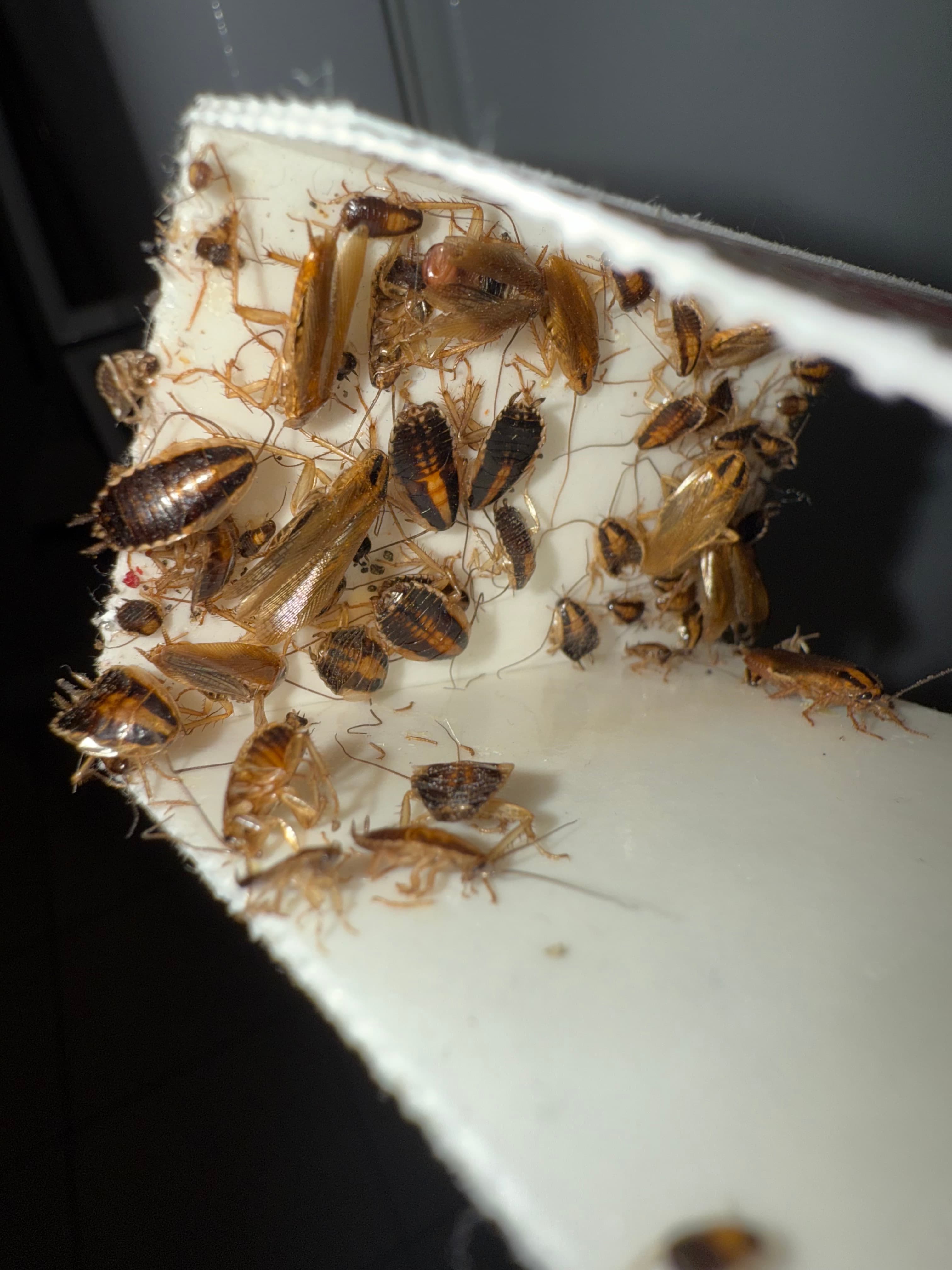 Infestation of German cockroaches, including nymphs and adults, clustered on a white cardboard trap.